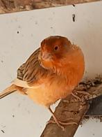 Kanarie vorig jaar, Dieren en Toebehoren, Vogels | Kanaries, Geslacht onbekend