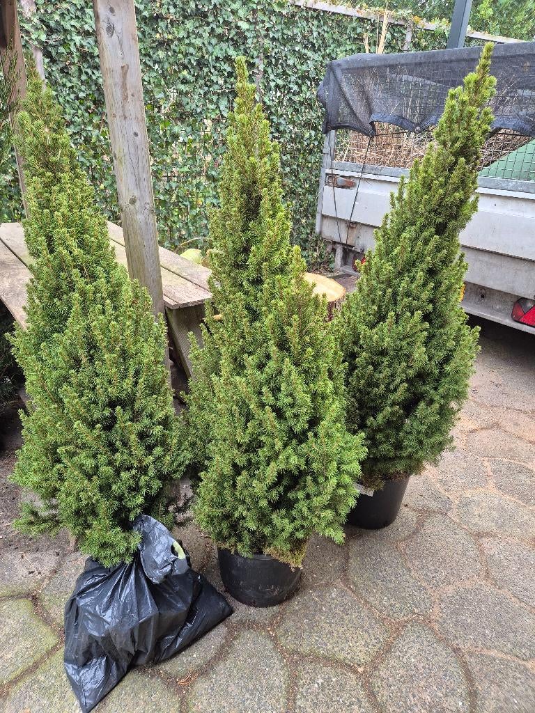 Picea, Ophalen, Overige soorten, Minder dan 100 cm