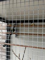 Gouldamadines 2 koppels, Tropenvogel