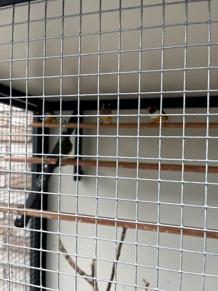 Gouldamadines 2 koppels, Dieren en Toebehoren, Vogels | Overige Vogels, Tropenvogel