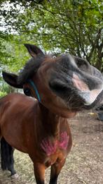 GEZOCHT: zand en houtsnippers, Tuin en Terras, Zand, Ophalen of Verzenden, M3C-zand
