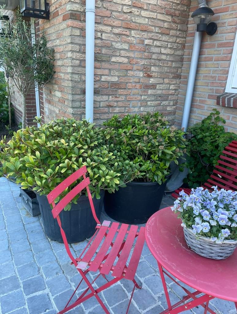 Skimmia bol diameter 1,5m, Ophalen, Zo goed als nieuw