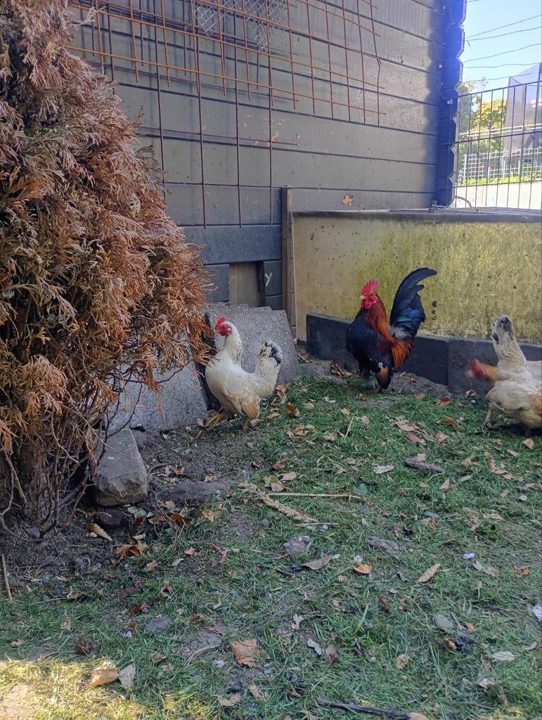 Tekoop broedeieren van de serama, Geslacht onbekend, Kip