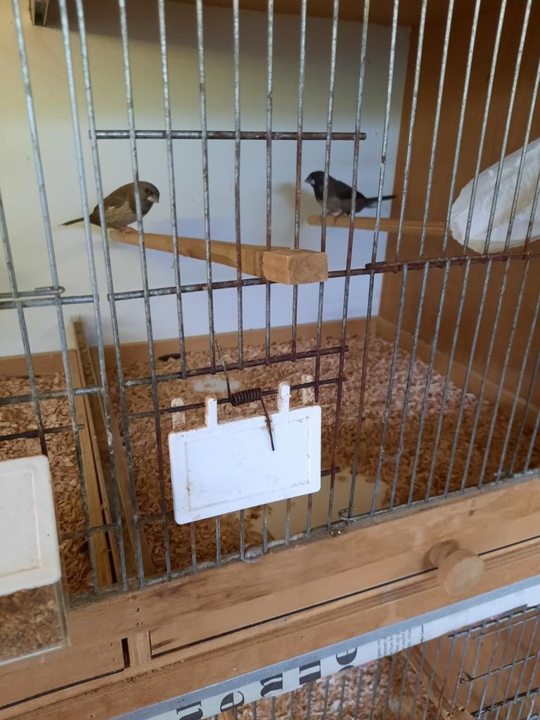 Dieren entoebehoren, Geslacht onbekend, Tropenvogel, Geringd