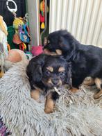 3 prachtige cavelier King Charles spaniel X Puppies, Dieren en Toebehoren, Parvo, Overige rassen, 8 tot 15 weken, Meerdere