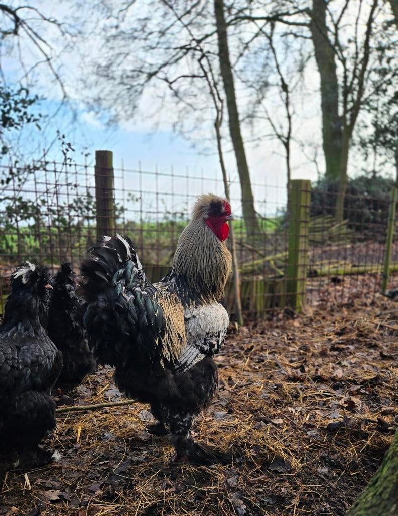 Grote Brahma haan !, Dieren en Toebehoren, Mannelijk, Kip