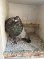 Almond gaditano duivin, Dieren en Toebehoren, Vrouwelijk