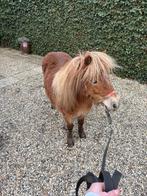 Shetlander merrie, Dieren en Toebehoren, Pony's, Merrie, A pony (tot 1.17m)