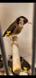 Parva putters poppen, Dieren en Toebehoren, Meerdere dieren, Wildzangvogel