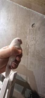 Forpus albino (man), Dieren en Toebehoren, Vogels | Parkieten en Papegaaien, Mannelijk, Parkiet