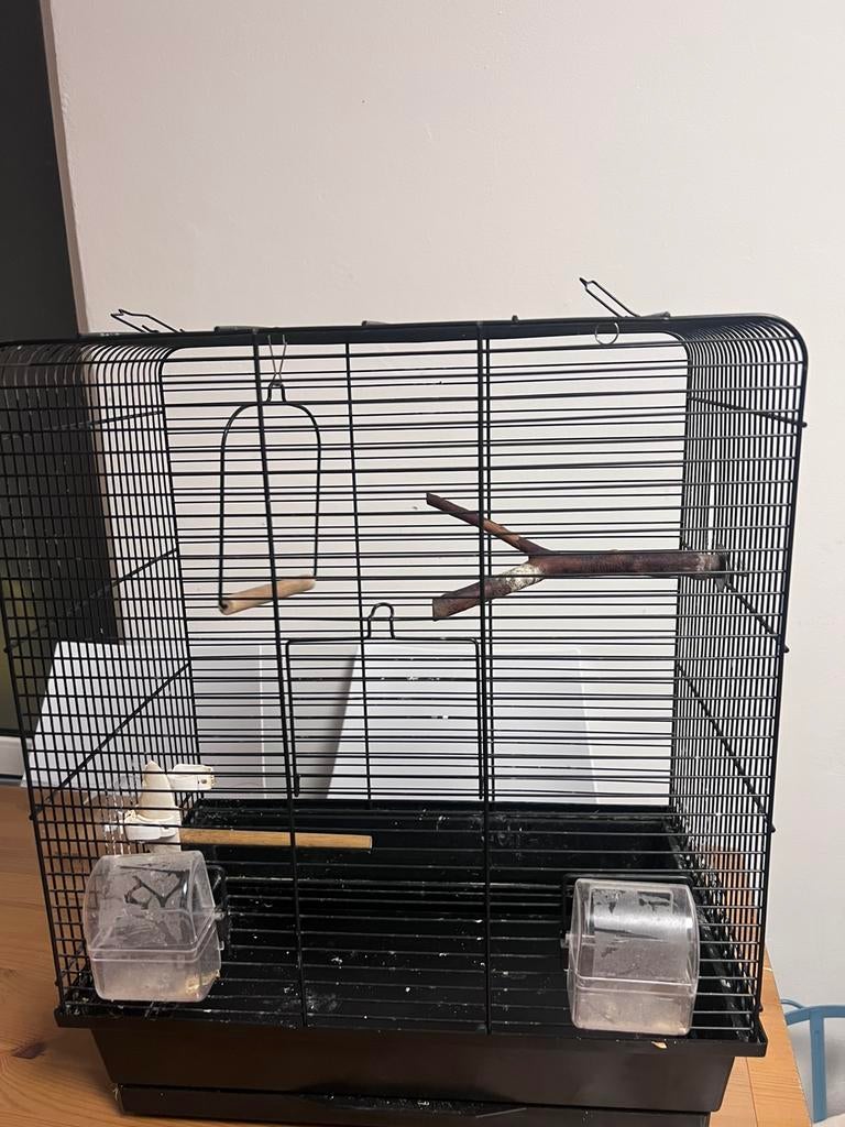 twee vogel - agapornis parkiet kooi, Geslacht onbekend, Dwergpapegaai of Agapornis