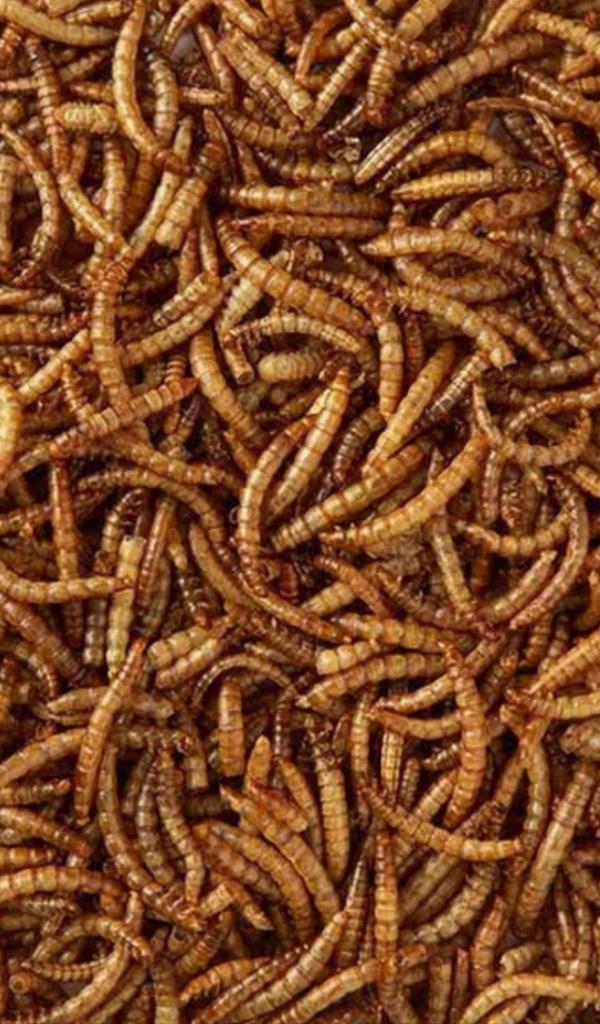 Meelwormen levend, Ophalen, Vogel