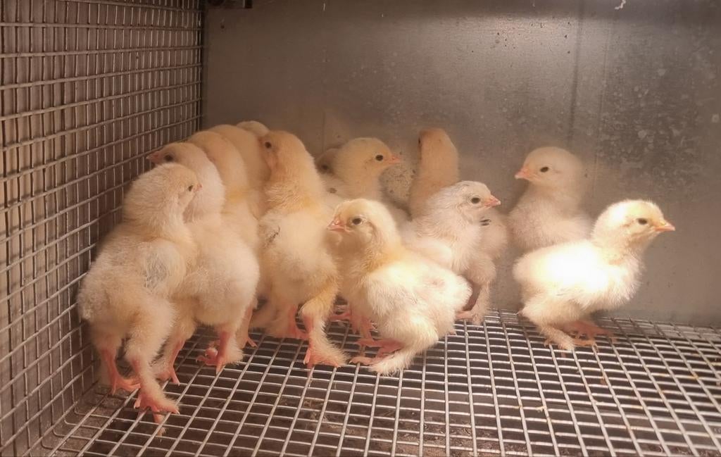 Brahma kuikens wit zwart columbia, Dieren en Toebehoren, Pluimvee, Geslacht onbekend, Kip