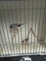 Mooi koppels zebravinken goed van formaat, Meerdere dieren