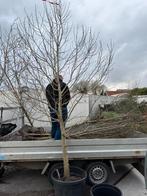 Magnolia kobus bomen witte bloesem hoog 4,5 meter, Tuin en Terras, Planten | Bomen, Overige soorten, Lente, 400 cm of meer, Ophalen