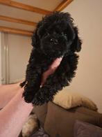Te koop aangeboden Shihpoo pups, Overige rassen, 8 tot 15 weken, Meerdere, Meerdere dieren