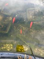 Gratis 4 goudvissen, Goudvis(sen)