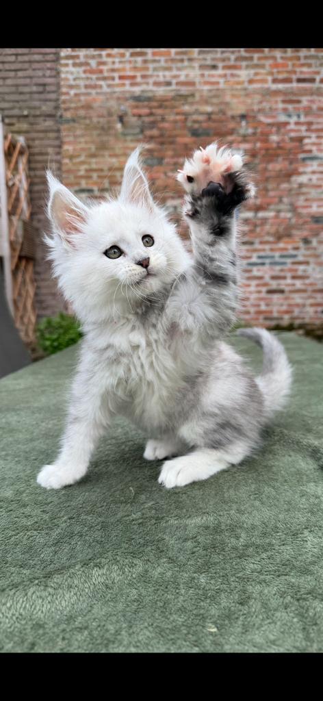 Maine Coon kitten poes silver shaded, Poes, Met stamboom, 0 tot 2 jaar