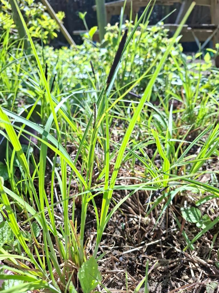 Oeverzegge - Vijverplant / Oeverplant, Tuin en Terras, Vijvers, Ophalen, Nieuw