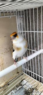 Majoor peuter pop komt uit egalhad van 24, Dieren en Toebehoren, Vogels | Kanaries, Vrouwelijk, Bastaard