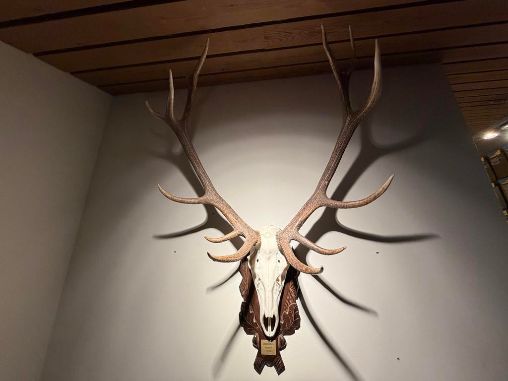 Hertengewei 12-ender, Ophalen, Gebruikt