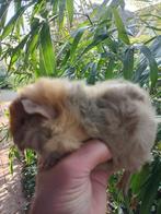 Jong cavia beertje, Januari, Mannelijk, Cavia