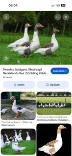 Broedeieren Twentse lansgand, Dieren en Toebehoren, Geslacht onbekend, Gans of Zwaan