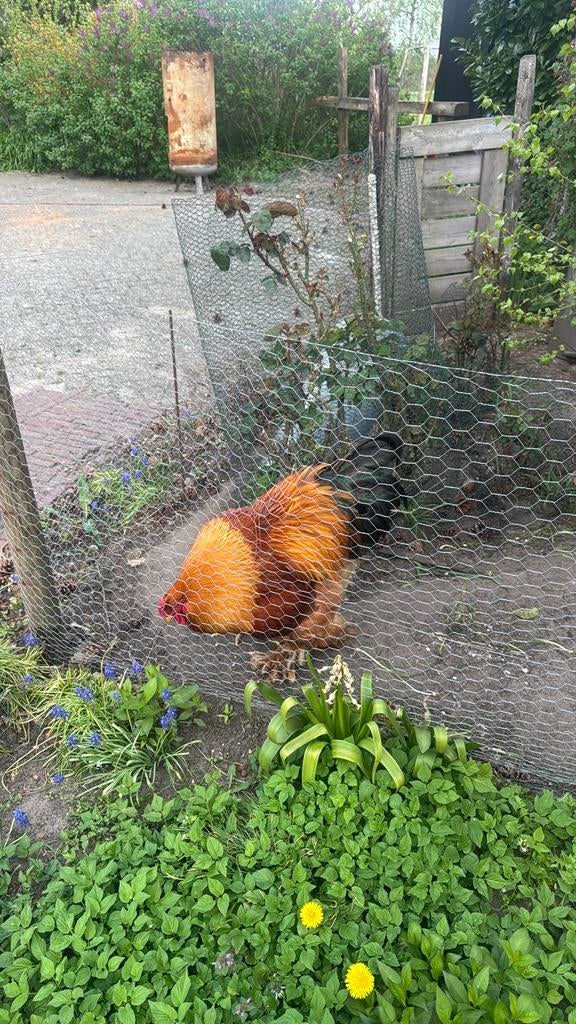 Haan, Dieren en Toebehoren, Pluimvee, Mannelijk, Kip