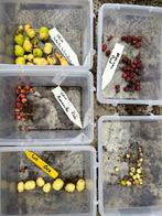 Oxalis tuberosa, oca, eetbare klaverzuring, moestuin, Ophalen, Voorjaar, Volle zon, Knol