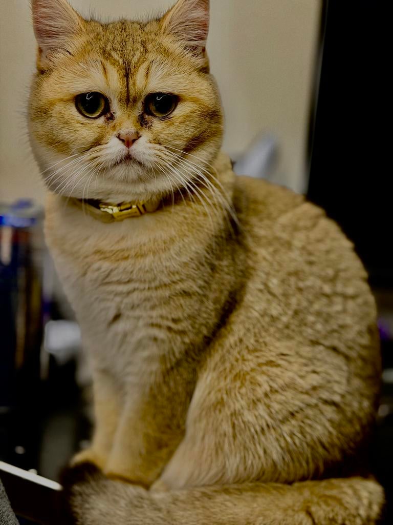 britse korthaar golden shaded, Poes