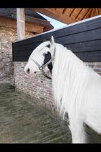 ✨✨Prachtige Tinker hengsten en shetlander hengst te koop!✨✨, Hengst, 3 tot 6 jaar, Onbeleerd, Gechipt