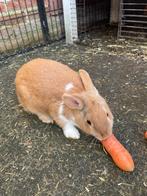 Hollander konijn vrouwtje, Dieren en Toebehoren, Konijnen, Vrouwelijk, Middelgroot, 0 tot 2 jaar