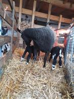 Schaap met twee lammetjes te koop., Dieren en Toebehoren, Schapen, Geiten en Varkens, Vrouwelijk, Schaap, 3 tot 5 jaar