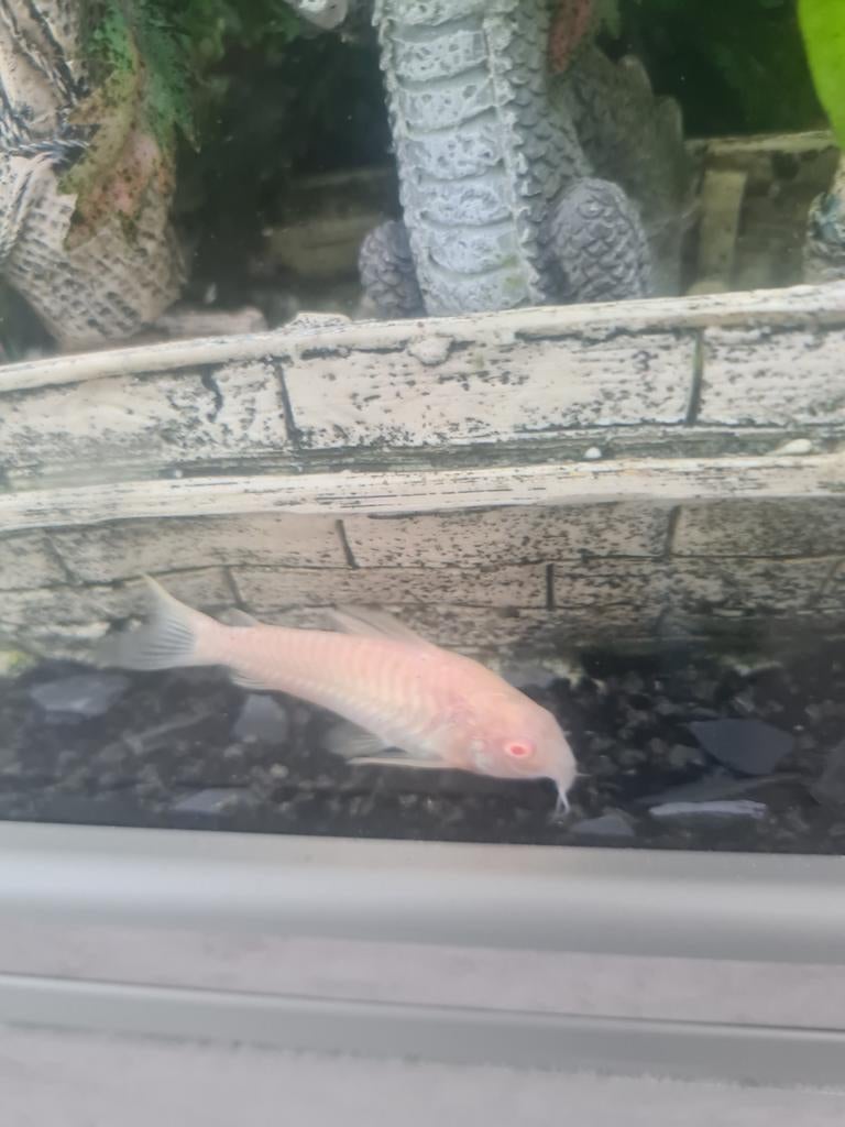 corydoras te koop., Dieren en Toebehoren, Vissen | Aquariumvissen, Vis