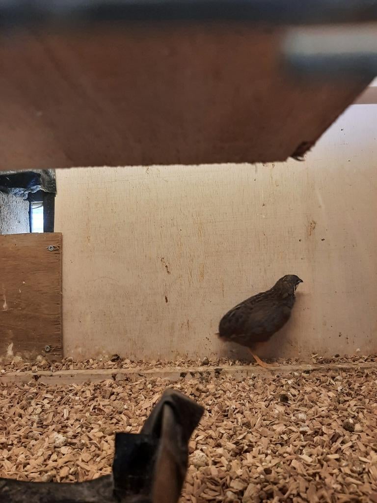 Gratis Chinese dwergkwartelhaan, Dieren en Toebehoren, Mannelijk, Tropenvogel