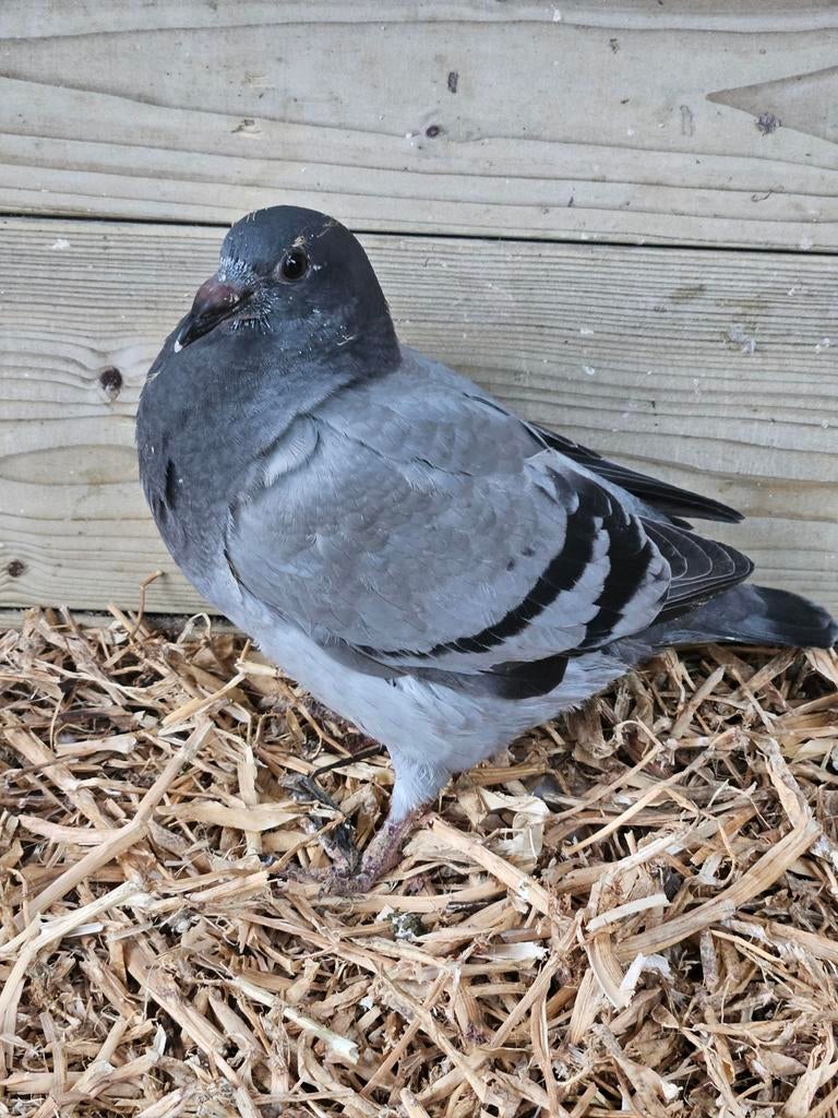 Jonge postduiven, Dieren en Toebehoren, Meerdere dieren, Postduif