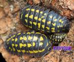Armadillidium gestroi Giant isopods / pissebedden, Dieren en Toebehoren, Overige soorten