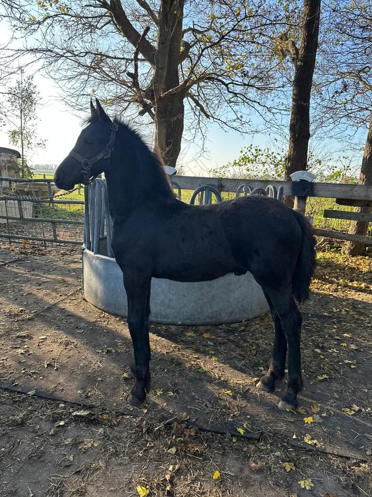 WEGENS INKRIMPING LUXE FRIESE JAARLING HENGST, Hengst