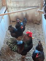 Kippen/ barnevelder, Meerdere dieren, Kip