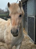 Fjord, Hengst, 0 tot 2 jaar