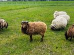 Prachtige ooi ouessant schaapjes bruin/wit, Dieren en Toebehoren, Meerdere dieren, Schaap, 0 tot 2 jaar
