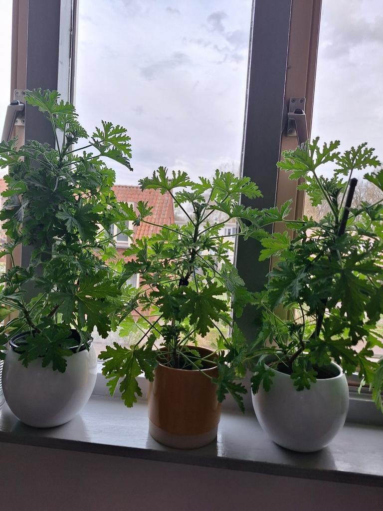 Citroen geranium planten, Overige soorten, Minder dan 100 cm, Zomer, Ophalen