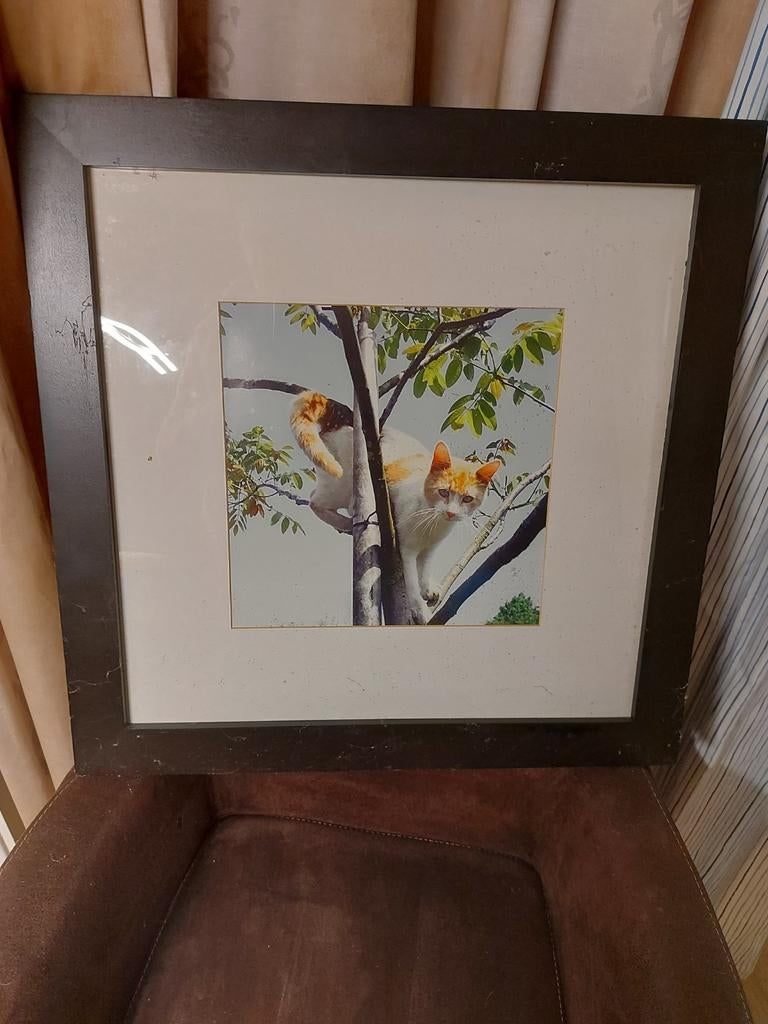 Ikea Fjälsta lijst.Foto in lijst - Kat in boom - 58x58 cm, Gebruikt, 50 tot 75 cm, Ophalen of Verzenden, Foto of Poster