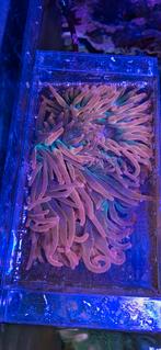 Enkele mooie quadricolor tepelanemonen, Dieren en Toebehoren, Overige typen