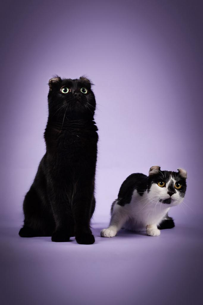 American curl poezen | lief | gezond | stamboom | geholpen, Poes