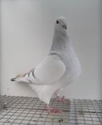 Postduif kleurpostduif kleurpostduiven postduif, Mannelijk, Postduif