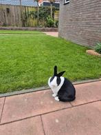 Hollander voedster, Dieren en Toebehoren, Konijnen, Vrouwelijk, Klein, 0 tot 2 jaar