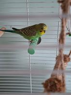 2 Parkieten met vogelkooi, Dieren en Toebehoren, Meerdere dieren, Parkiet