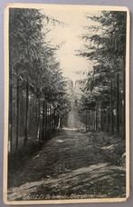 Epen ( Z. L.) De bekende ,,Zilversparren - Laan”, Ophalen of Verzenden, 1920 tot 1940, Gelopen, Limburg