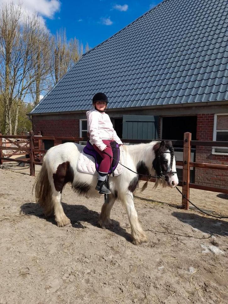 Tinker merrie 8 jaar, Dieren en Toebehoren, Paarden, Merrie, Zadelmak, Minder dan 160 cm, 7 tot 10 jaar, Dressuurpaard, Met stamboom
